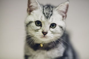 七猫小说 七猫小说